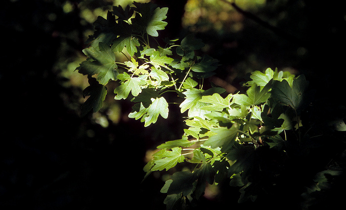 Nationalpark Hainich: Feld-Ahorn (Acer campestre, auch Maßholder) Hainich