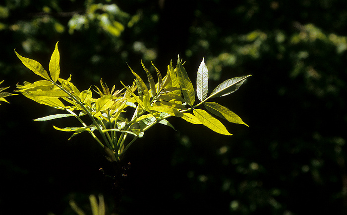Nationalpark Hainich: Baumkronenpfad