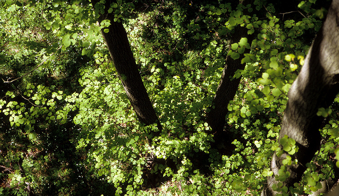 Nationalpark Hainich: Baumkronenpfad Hainich