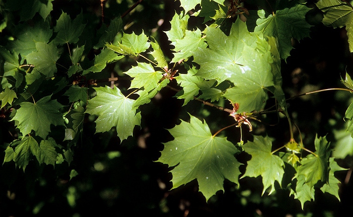 Nationalpark Hainich: Spitz-Ahorn (Acer platanoides, auch Spitzblättriger Ahorn) Hainich