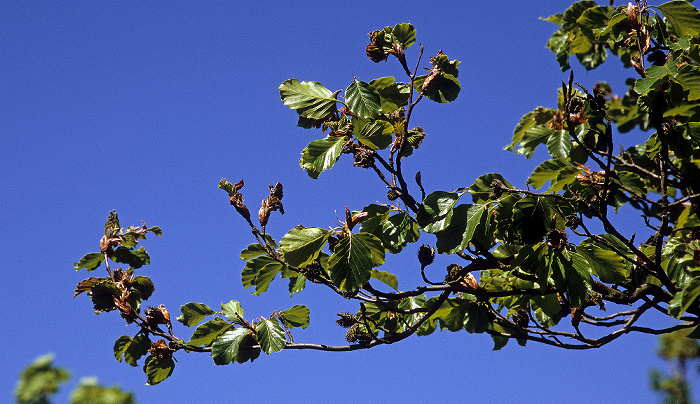 Nationalpark Hainich: Rotbuche (Fagus sylvatica) Hainich