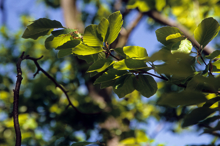 Nationalpark Hainich: Baumkronenpfad Hainich