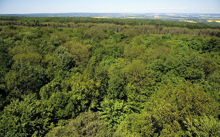 Nationalpark Hainich: Blick vom Baumturm des Baumkronenpfades