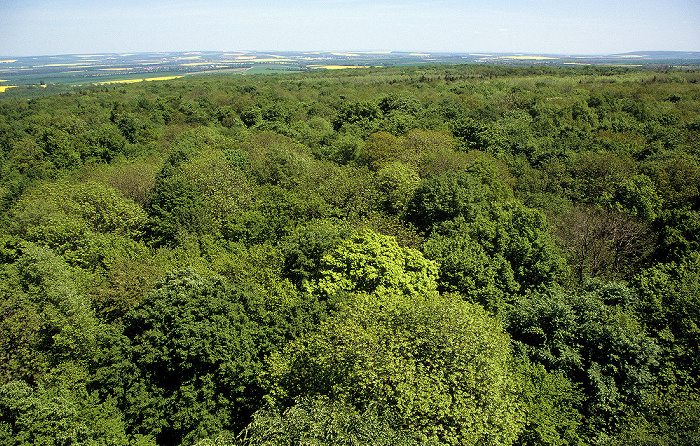 Nationalpark Hainich: Blick vom Baumturm des Baumkronenpfades Hainich