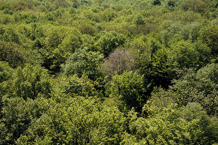 Nationalpark Hainich: Blick vom Baumturm des Baumkronenpfades