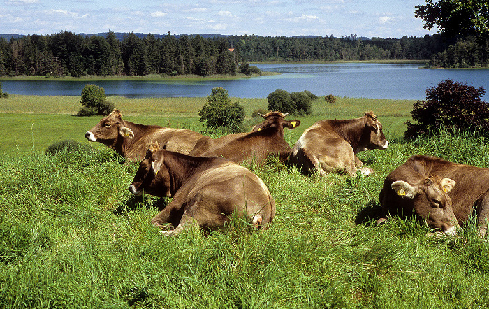 Großer Ostersee Osterseen