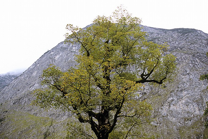 Großer Ahornboden Rißtal, Karwendelgebirge