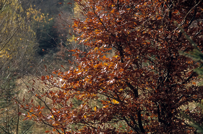 Zwischen Possenhofen und Andechs: Herbstlicher Wald Fünfseenland