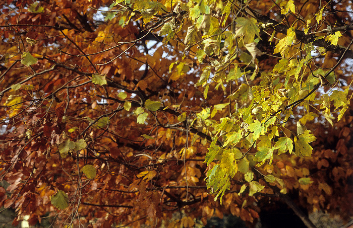 Zwischen Possenhofen und Andechs: Herbstlicher Wald Fünfseenland