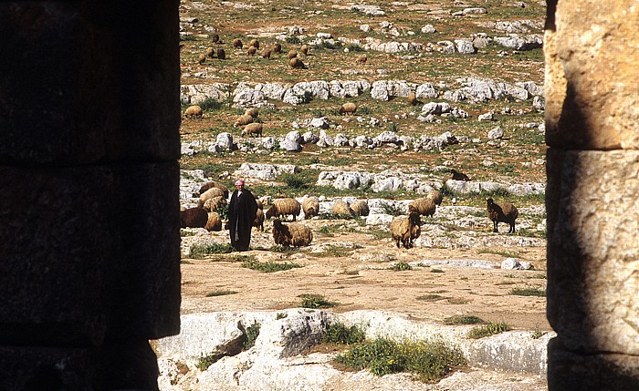 Die Toten Städte: Blick aus der Säulenbasilika von Mushabbaq: Schäfer mit seiner Herde