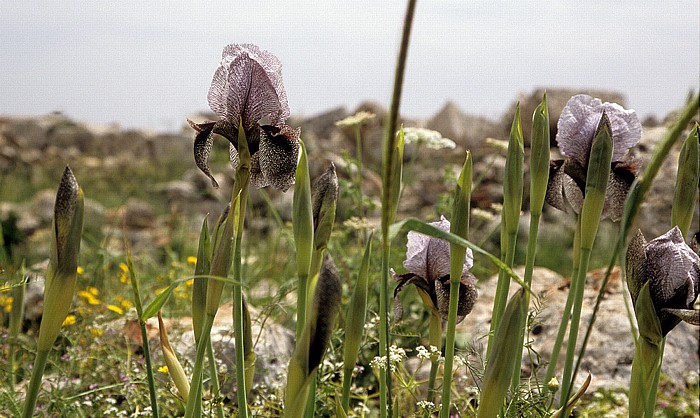 Schwarze Schwertlilie (Iris nigricans) Serjilla