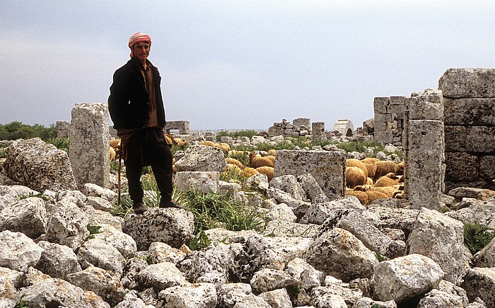 Serjilla Die Toten Städte: Antike Siedlung im Jebel Zawiya: Schäfer mit seiner Schafherde