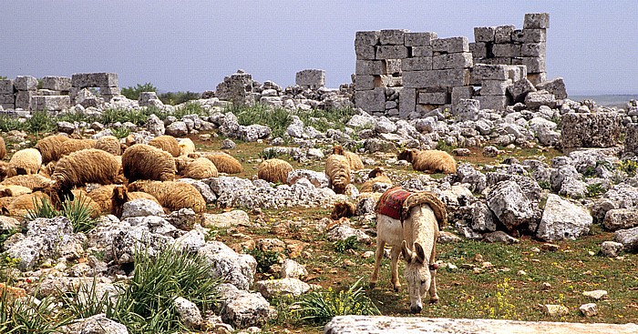 Die Toten Städte: Antike Siedlung im Jebel Zawiya: Schafherde mit Esel Serjilla