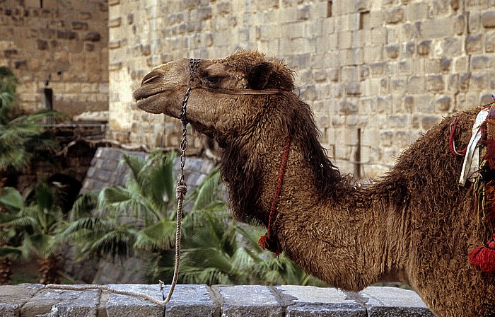 Kamel vor dem Römischen Theater (Zitadelle) Bosra