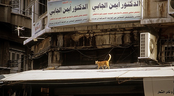 Damaskus Neustadt: Katze auf dem Dach