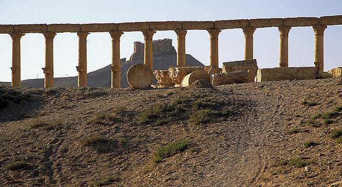 Palmyra Ruinengelände: Säulen Qalaat Ibn Maan