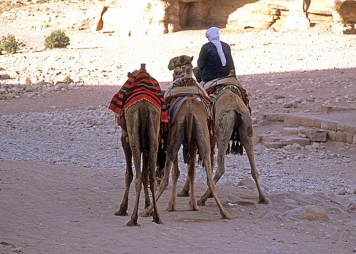 Äußerer Sik (Siq): Kamele Petra