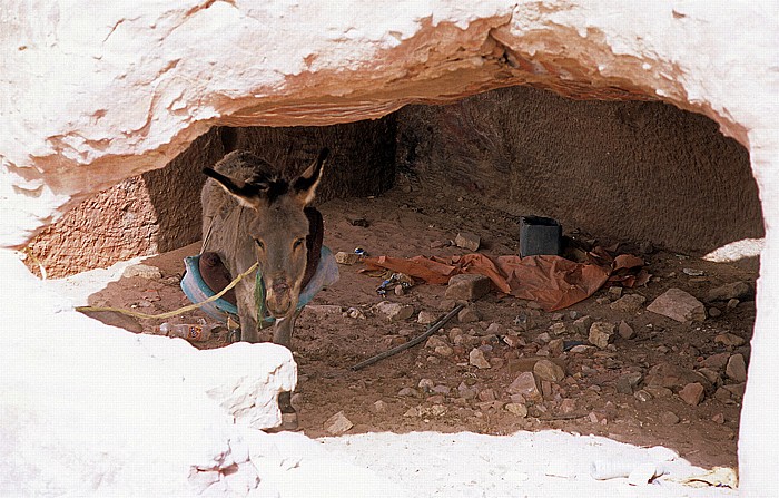 Königsgräber: Grabkammer mit Esel Petra