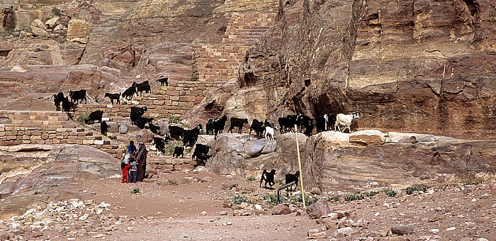 Königsgräber: Schafsherde Petra