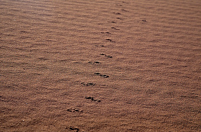 Wadi Rum Sanddüne: Fußspuren