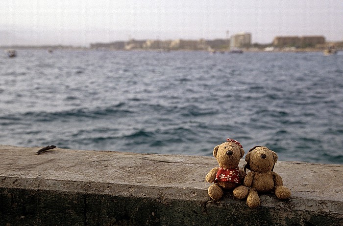 Rotes Meer (Golf von Aqaba): Teddine und Teddy