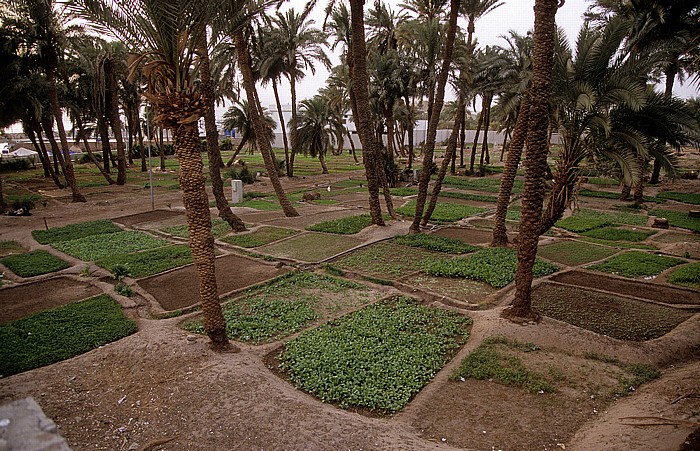 Aqaba Gartenbau