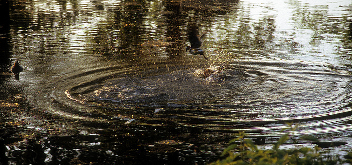 Schlosspark Pillnitz: Teich im Englischen Garten Dresden