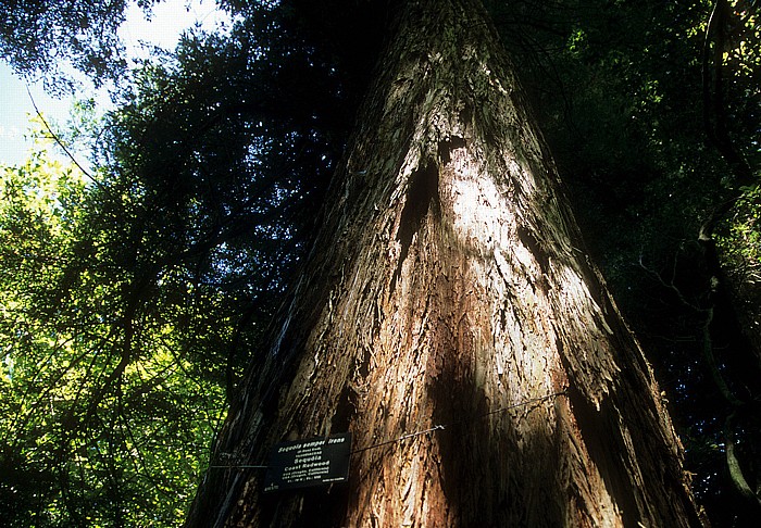 Sintra Parque da Pena: Küstenmammutbaum (Sequoia sempervirens)