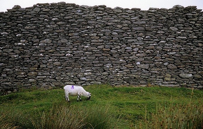 Castlecove Staigue Stone Fort: Schaf