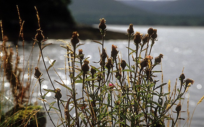 Blick von Blackwater Bridge: Kenmare Bay (Kenmare River) Iveragh Peninsula