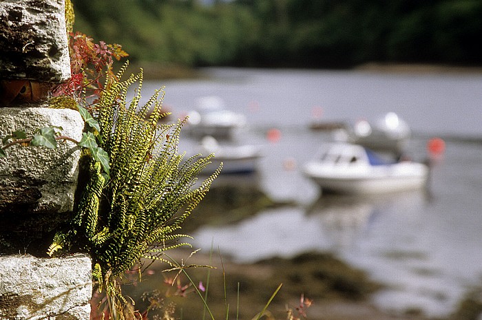 Iveragh Peninsula Blick von Blackwater Bridge: Kenmare Bay (Kenmare River)