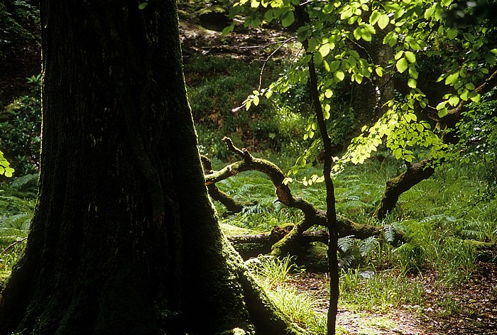 Killarney National Park