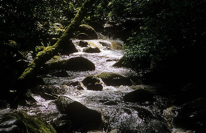 Unterhalb des Torc-Wasserfalls. Killarney National Park