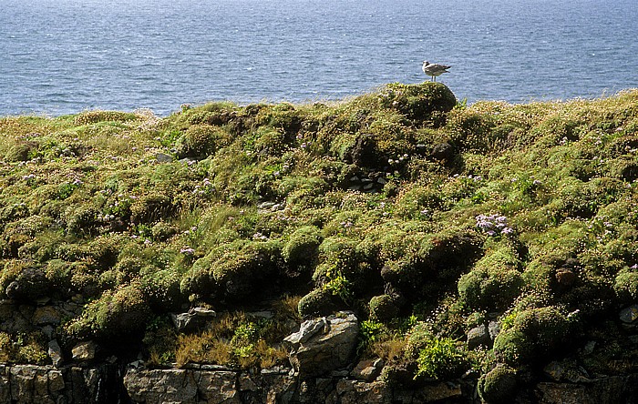 Dermot and Grania's Rock: Möwe Loop Head Peninsula