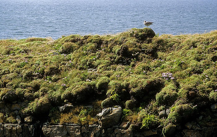 Loop Head Peninsula Dermot and Grania's Rock: Möwe