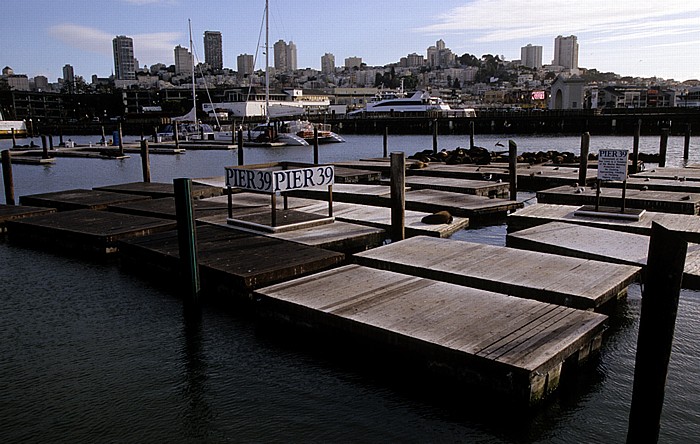 San Francisco Pier 39: Seelöwenkolonie Russian Hill