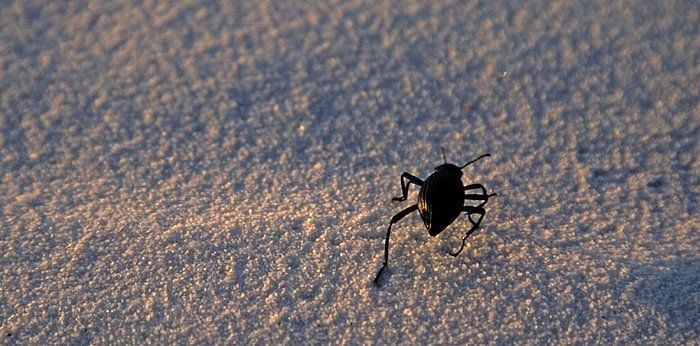 White Sands National Monument Sanddünen: Käfer