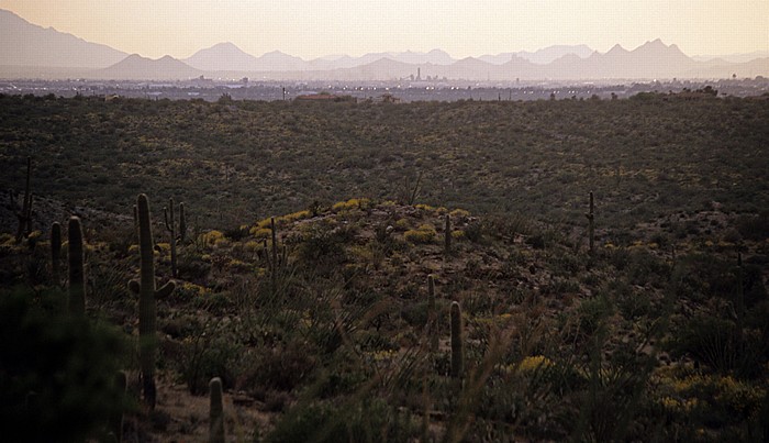 Saguaro National Park Rincon Mountain District: Kandelaberkaktus (Carnegiea gigantea, Saguaro)