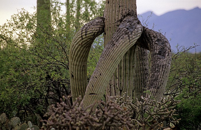 Saguaro National Park Rincon Mountain District: Kandelaberkaktus (Carnegiea gigantea, Saguaro)