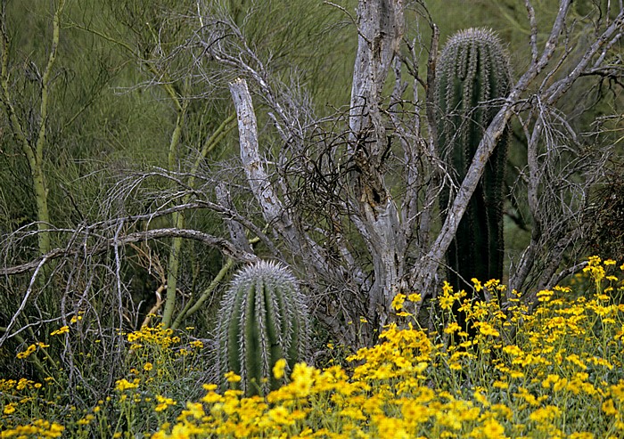 Saguaro National Park Rincon Mountain District: Kandelaberkakteen (Carnegiea gigantea, Saguaro)