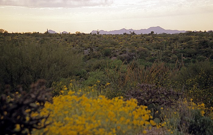Rincon Mountain District Saguaro National Park