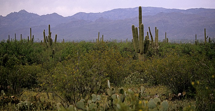 Rincon Mountain District: Kandelaberkakteen (Carnegiea gigantea, Saguaro) Saguaro National Park