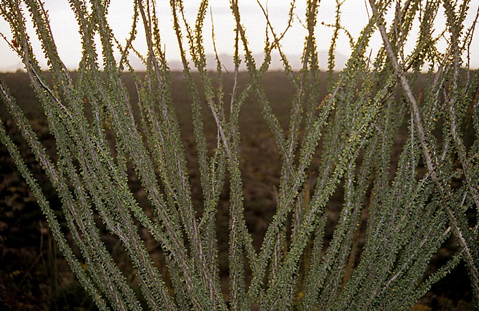 Rincon Mountain District Saguaro National Park