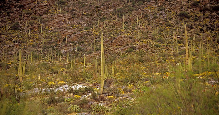 Saguaro National Park Rincon Mountain District: Kandelaberkakteen (Carnegiea gigantea, Saguaro)