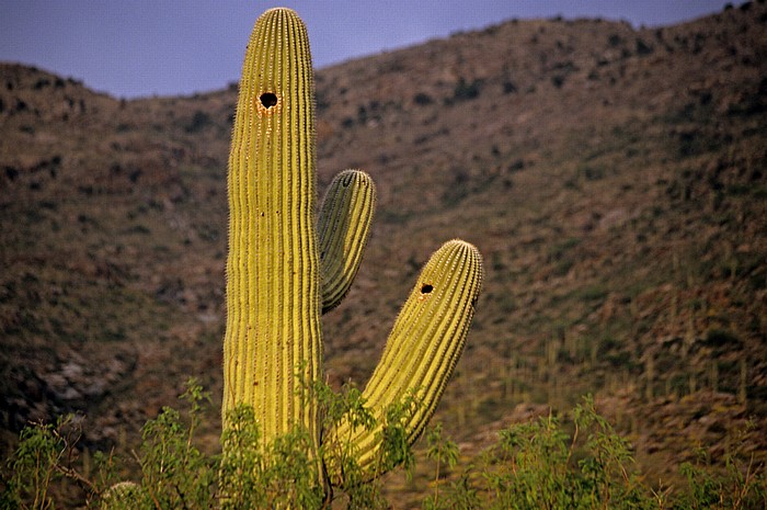 Rincon Mountain District: Kandelaberkaktus (Carnegiea gigantea, Saguaro) Saguaro National Park
