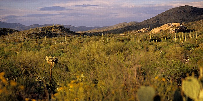 Rincon Mountain District: Kandelaberkakteen (Carnegiea gigantea, Saguaro) Saguaro National Park
