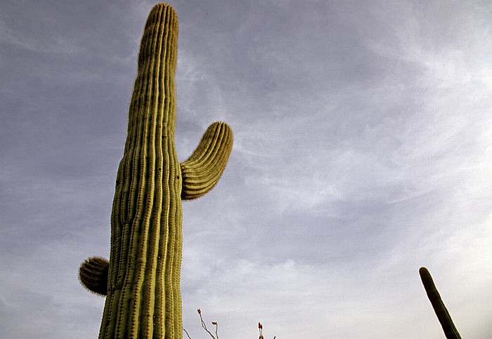 Saguaro National Park Tucson Mountains District: Kandelaberkakteen (Carnegiea gigantea, Saguaro)