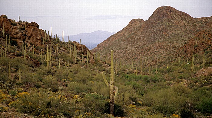 Tucson Mountains District: Kandelaberkakteen (Carnegiea gigantea, Saguaro) Saguaro National Park