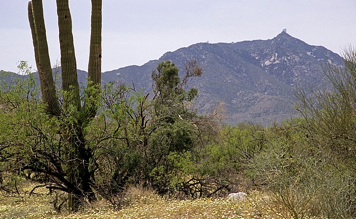 Kandelaberkaktus (Carnegiea gigantea, Saguaro) Pima County