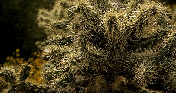 Tucson Arizona-Sonora Desert Museum: Kaktus